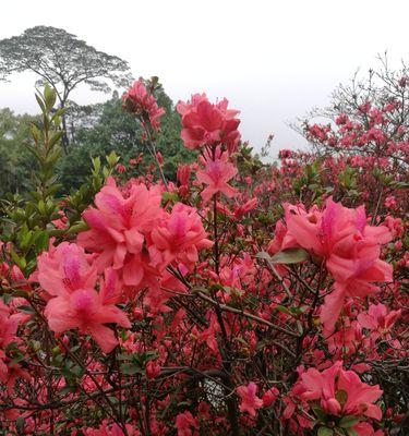 红色杜鹃花的寓意与象征（生命之美与坚韧的象征——红色杜鹃花）