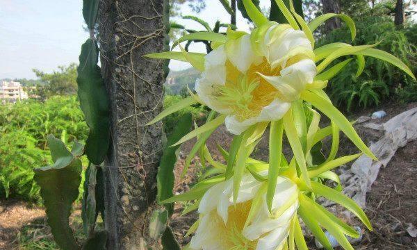 火龙果花的寓意与象征（探寻火龙果花的美丽与内涵）