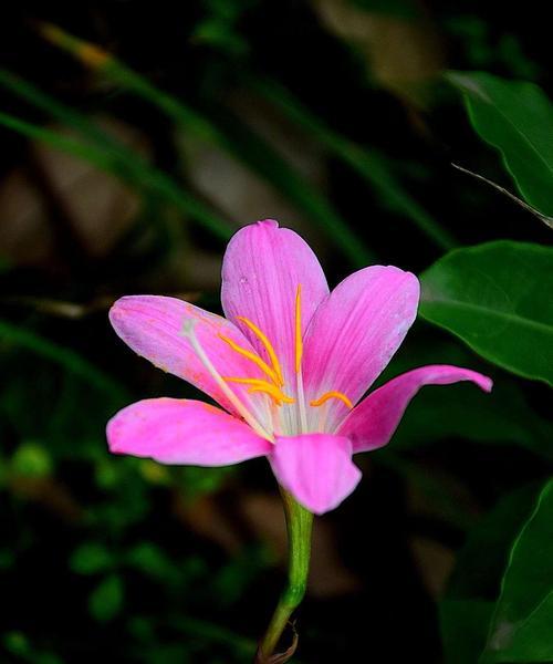 韭莲之花语与其象征意义（探寻韭莲的神秘与美丽）