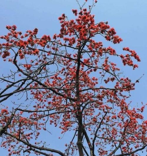 昆山市花—牡丹花的美丽与象征（牡丹花的种类及在昆山的重要地位）