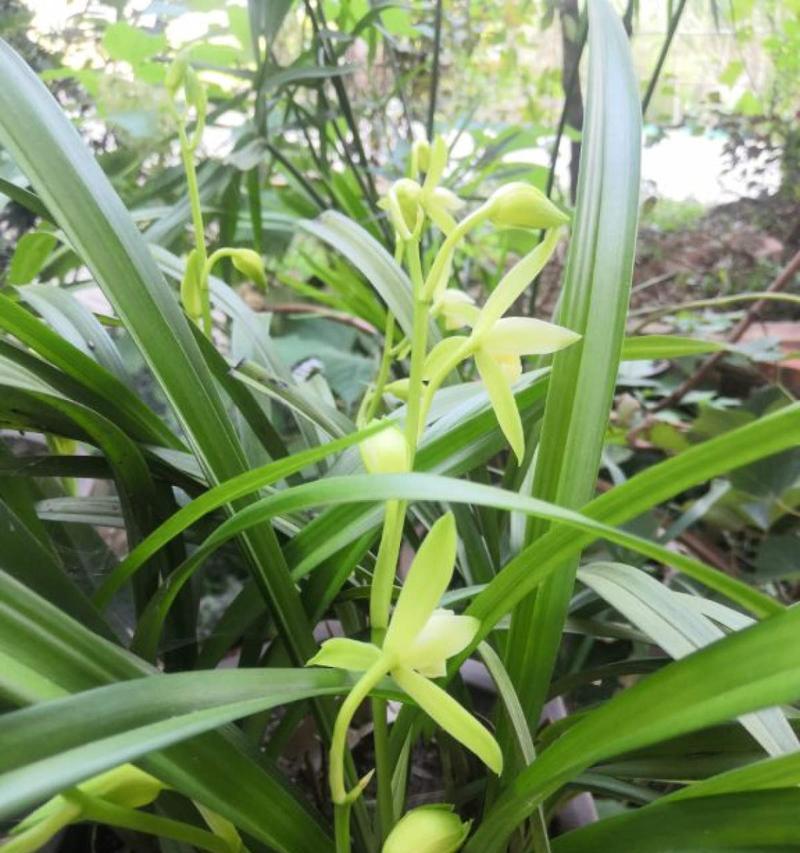 兰花草开花时间与寓意（兰花草的花期及其象征的寓意）