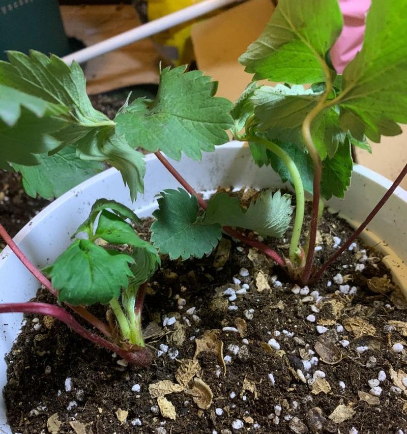 盆栽草莓的土壤搭配与种植技巧（打造健康茂盛的草莓盆栽——草莓配土秘籍）