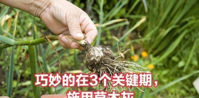 草木灰——天然肥料的优秀选择（探索草木灰的营养价值和使用方法）