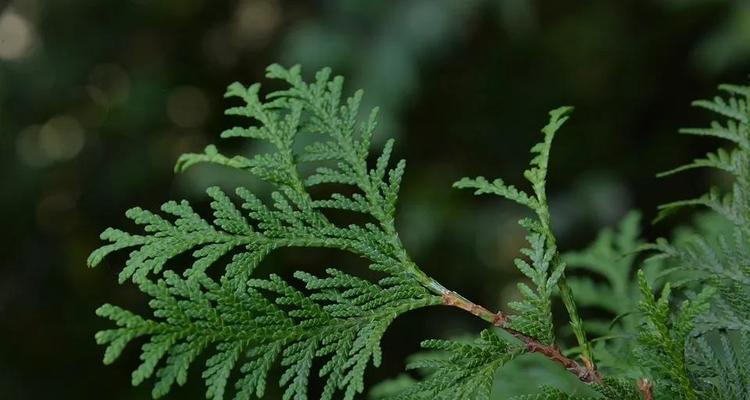 侧柏的植物分类学归属（揭秘侧柏的学名）