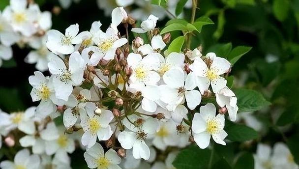 茶蘼花——寓意深远的花卉之王（传承千年的中华文化符号）