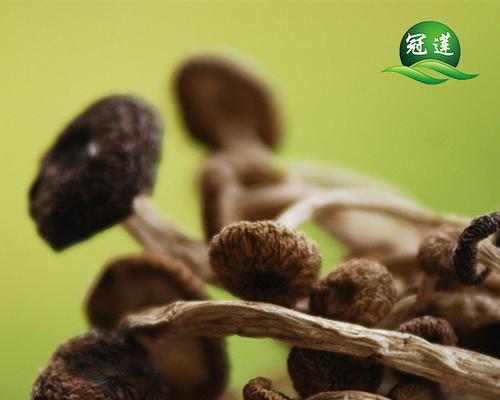 茶树菇的生长环境与要求（寻找适宜的生长条件）