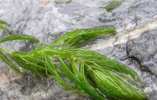 常见的藻类植物及其特点（了解不同种类的藻类植物）