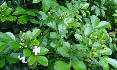 常见芸香科植物大全（探秘芸香科植物的美妙世界）