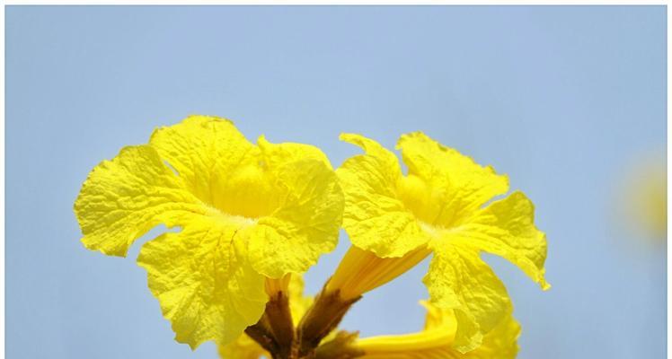 黄花风铃木的花语（探索黄花风铃木的花语）