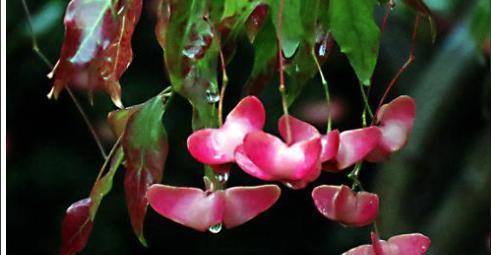 金丝吊蝴蝶花语（探寻金丝吊蝴蝶的花语）