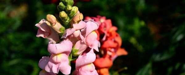 金鱼草的花语与寓意（金鱼草花语传递生命与希望）