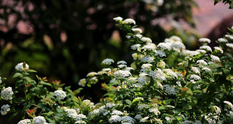 菱叶绣线菊花语之美丽与祝福（探寻菱叶绣线菊的花语传情之道）