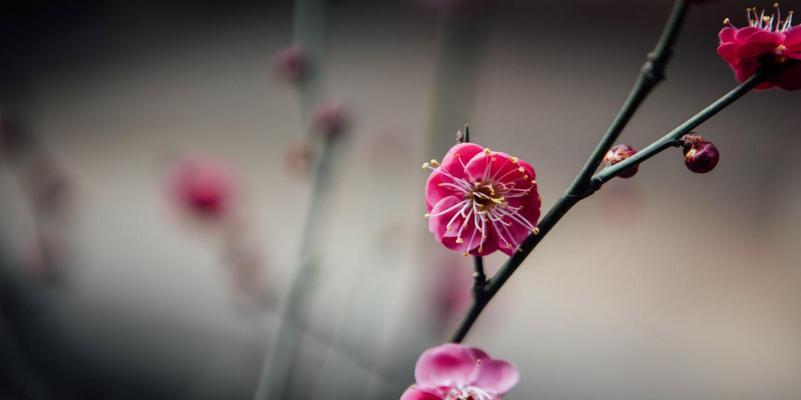 梅花的花语——坚强与希望（揭示梅花的花语与内涵）