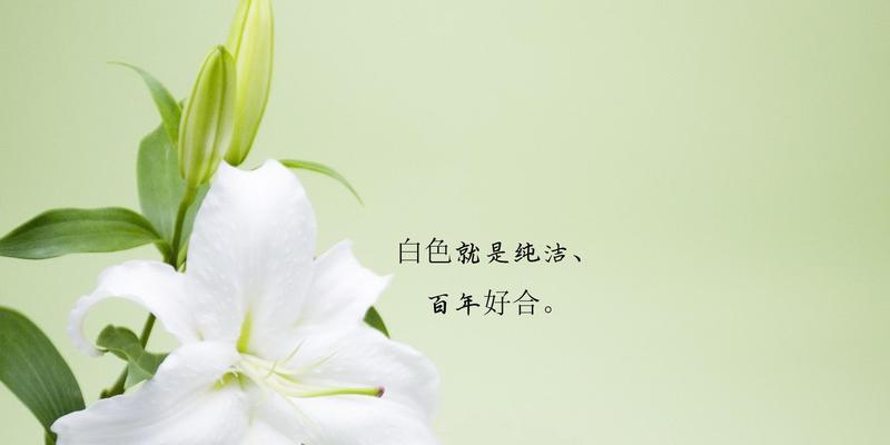 七色堇的花语——寓意多彩人生（七色堇花语探究）