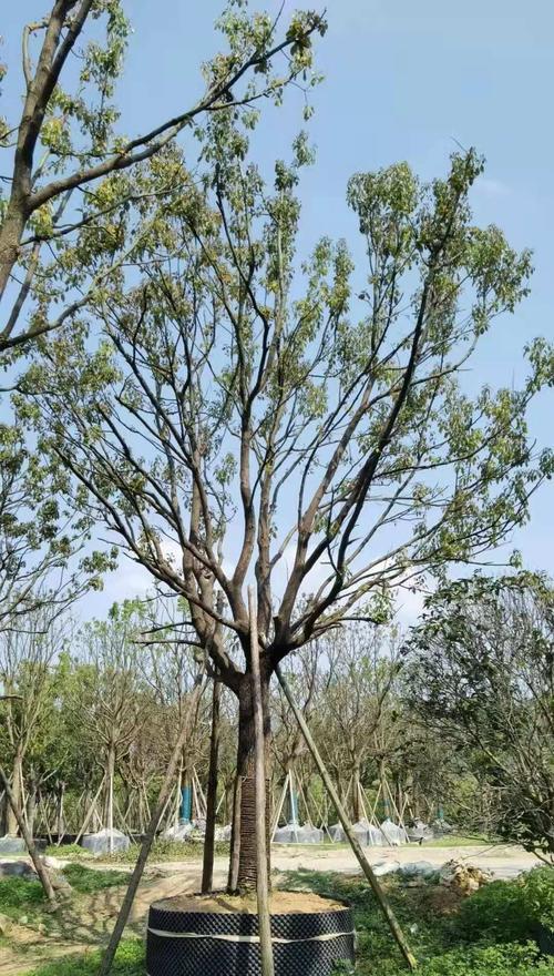 全冠香樟的种植与应用（探究全冠香樟的特点及其在生活中的应用）