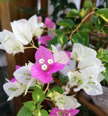 三角梅的花语和寓意（揭开三角梅的花海密码）