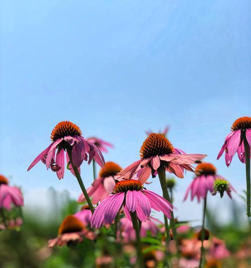 松果菊的花语——热爱与奉献（透过松果菊）