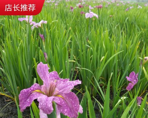 以挺水植物的特点及应用（探索挺水植物在生态环境中的重要作用）