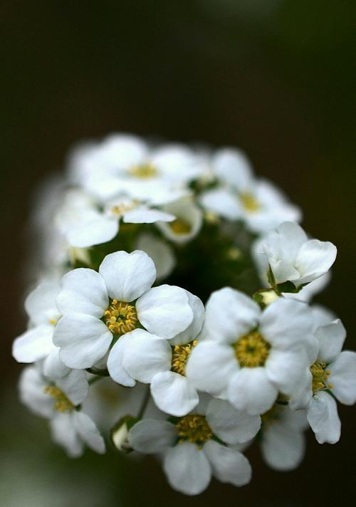 线叶绣线菊花语及其寓意（传承千年的花朵之语）