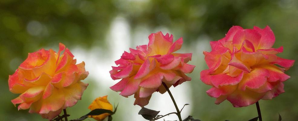 香水月季花语——探寻花语背后的寓意（唤醒心灵的芬芳香气）