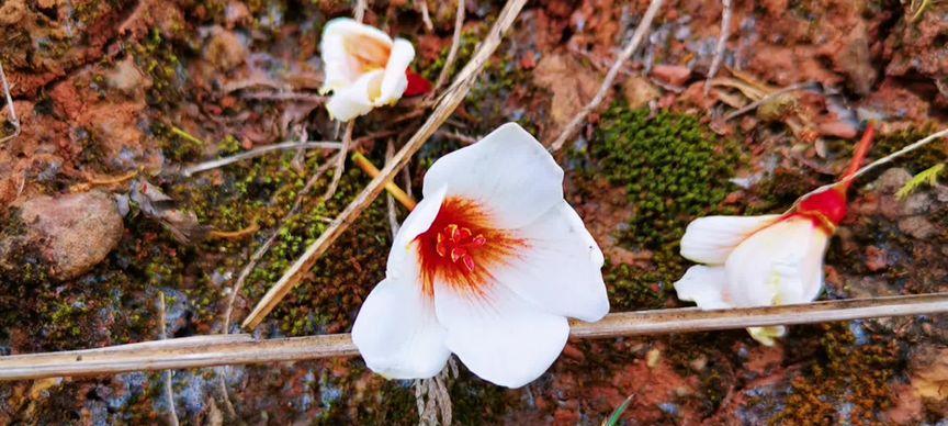 油桐花语之美——春天的花海（油桐花绽放时）