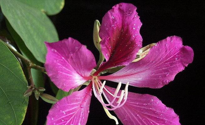 紫荆花的花语与意义（探寻紫荆花的寓意）