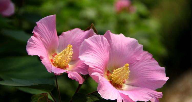 芙蓉的花语——美丽与坚韧并存（揭示芙蓉花中的情感秘密）