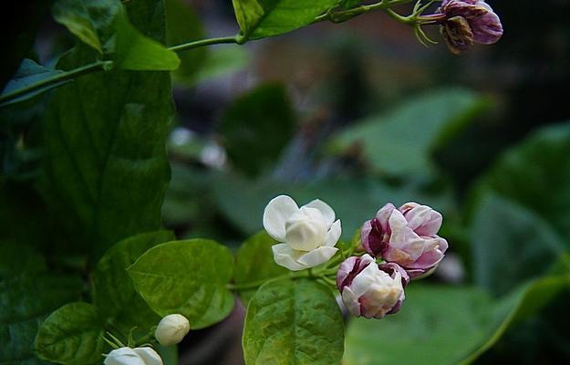 茉莉花语的含义与传承（探寻茉莉花语的源起与意义）