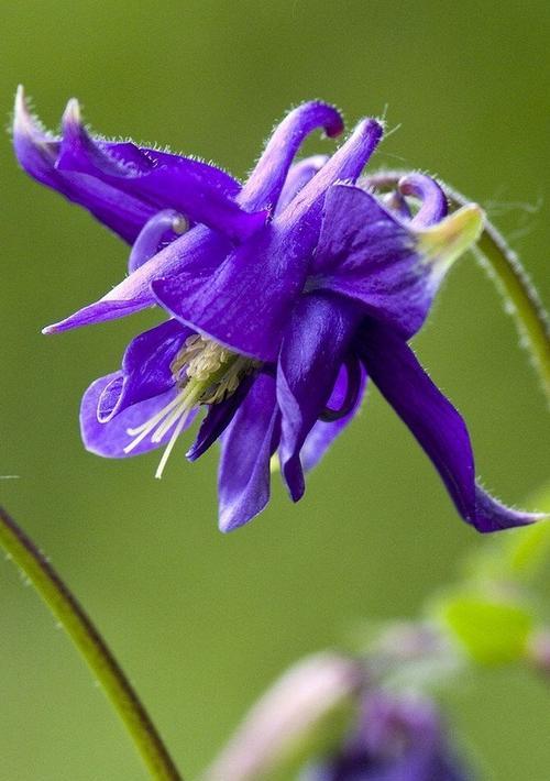 耧斗菜花语（以花开花落）