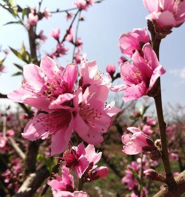 桃花寓意与象征（从古至今）