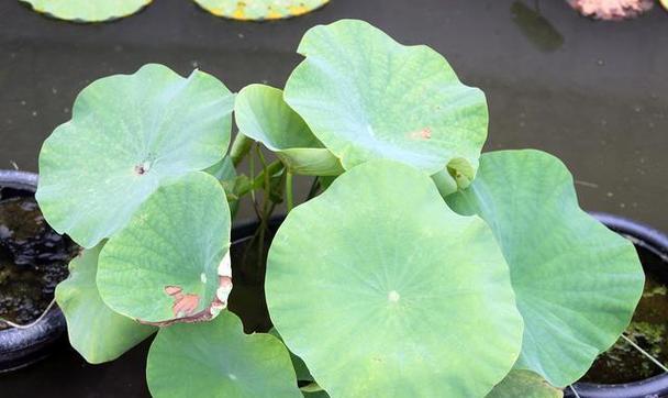 水莲花种植全攻略（时间）