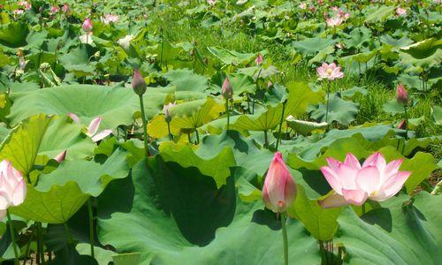 莲花的特点与生长习性（探秘莲花的外貌）