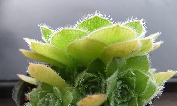 莲花掌开花的奇妙过程（揭秘莲花掌花开背后的神秘力量）