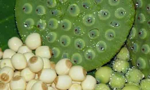 莲藕是多年生植物（多年生植物的特点和莲藕的生长习性）