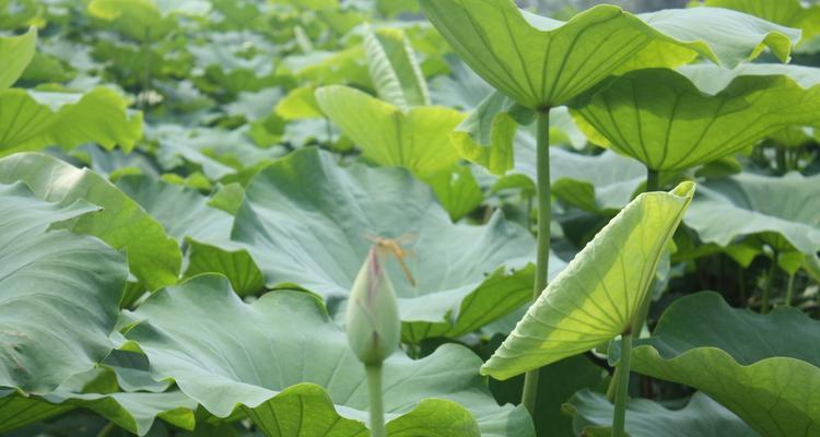 莲藕季节全解析（一年四季的莲藕特点）