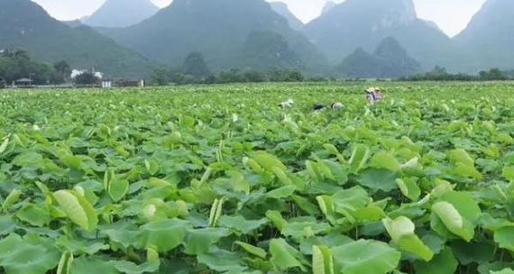 如何选择适合莲藕的肥料（从种植环境到营养需求）