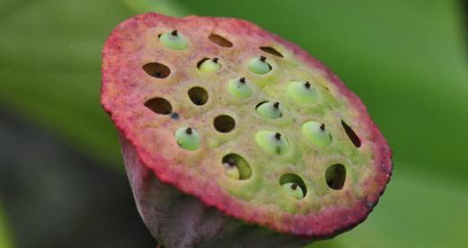 莲蓬的生长过程（从萌芽到成熟）