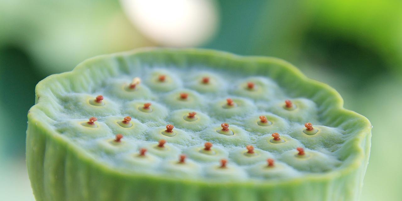 莲蓬的寓意与象征（一花一世界）