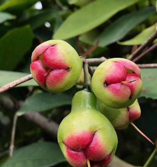 莲雾催花的时间和方法（掌握催花技巧让莲雾花期提前）