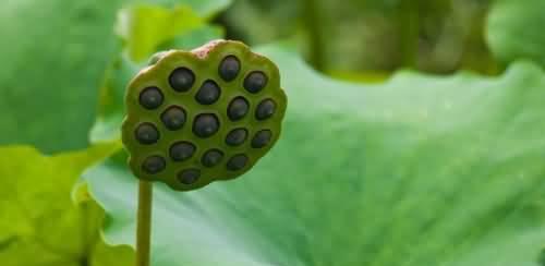 莲子采摘期详解（了解莲子成熟的季节和采摘的技巧）