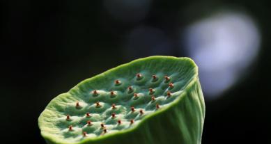 探秘莲子——一种神奇的水生植物