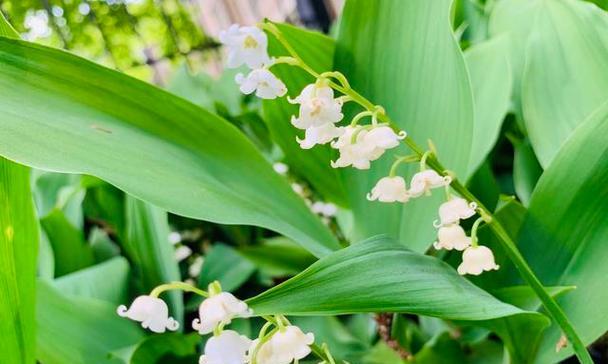 铃兰花在冬天会受冻吗（探究铃兰花的耐寒能力及防寒措施）