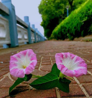 牵牛花（牵牛花的花语与传说）