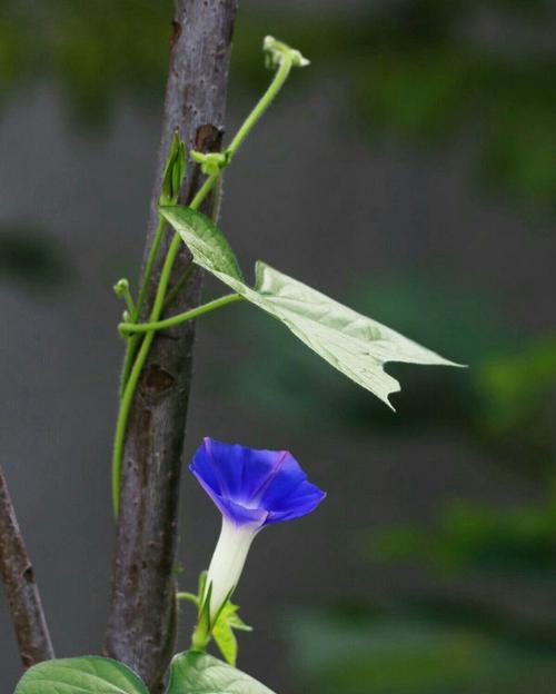 牵牛花花花语（探索牵牛花花语中的奥秘及其传承）