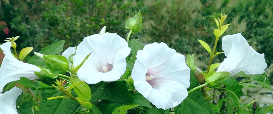 牵牛花（揭示牵牛花的浪漫与传奇）