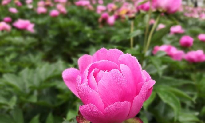 芍药花语-花开馥郁，情意盎然（探寻芍药花背后的情感世界）