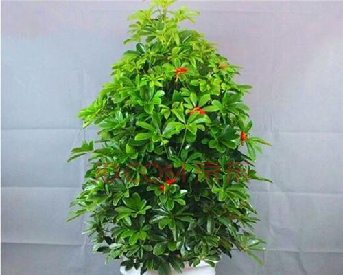 室内植物花象征生财的奇妙力量（种植“财运”室内植物）