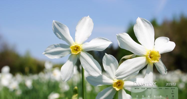 水仙花的象征意义与寓意（揭开水仙花的深层内涵）