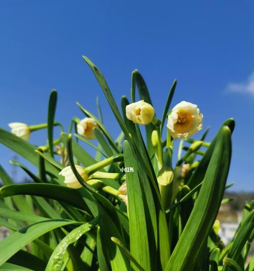 水仙花开的寓意及美丽传说（唤醒希望与纯洁的花朵）