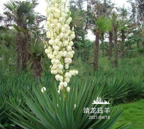 丝兰花的花语与寓意（深入探究丝兰花的吉祥寓意和美好寄托）